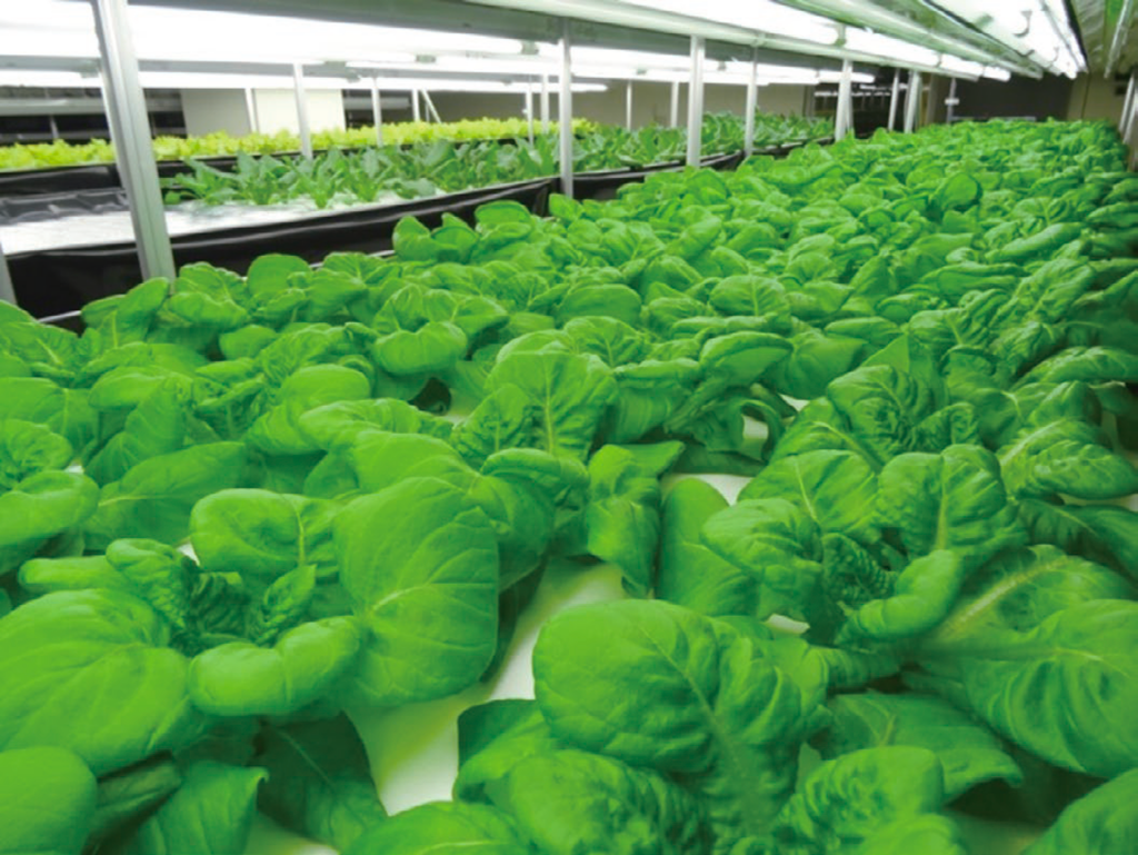 Finevege growing system（山口大学型植物工場）